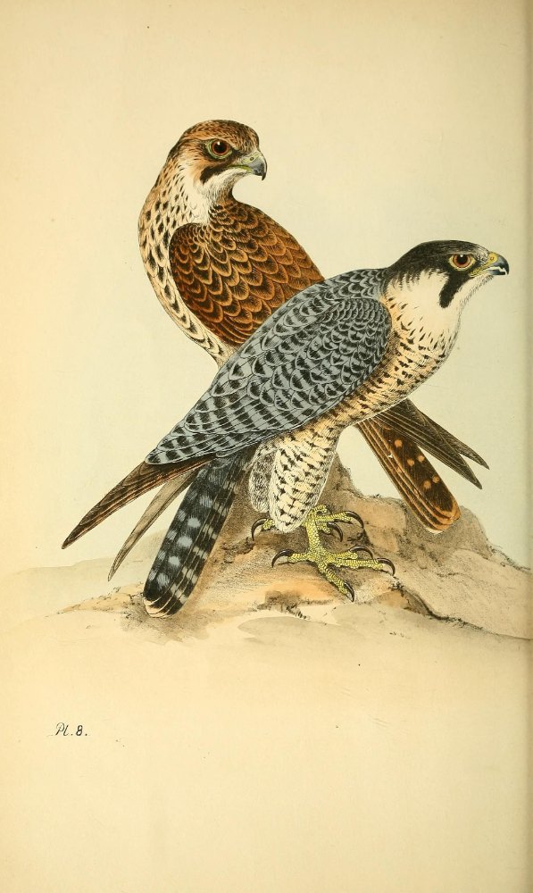 Vintage hand-coloured plate of falcons
