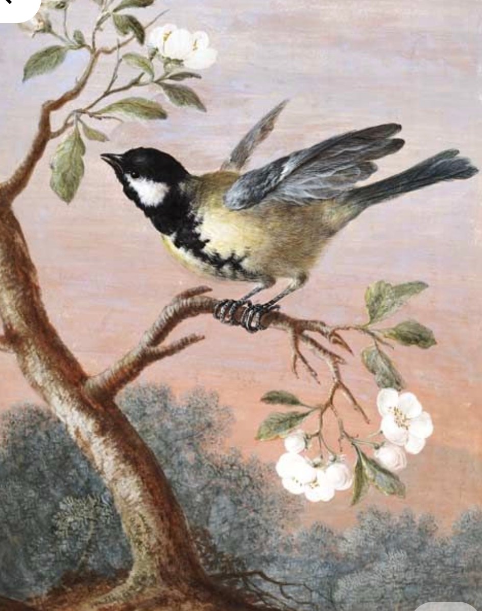 Vintage ornithological illustration of a great tit perched on a blossoming branch