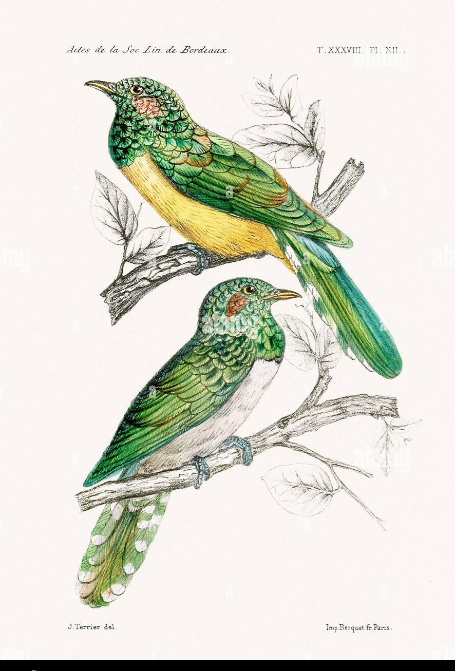 Vintage hand-coloured plate of emerald cuckoos