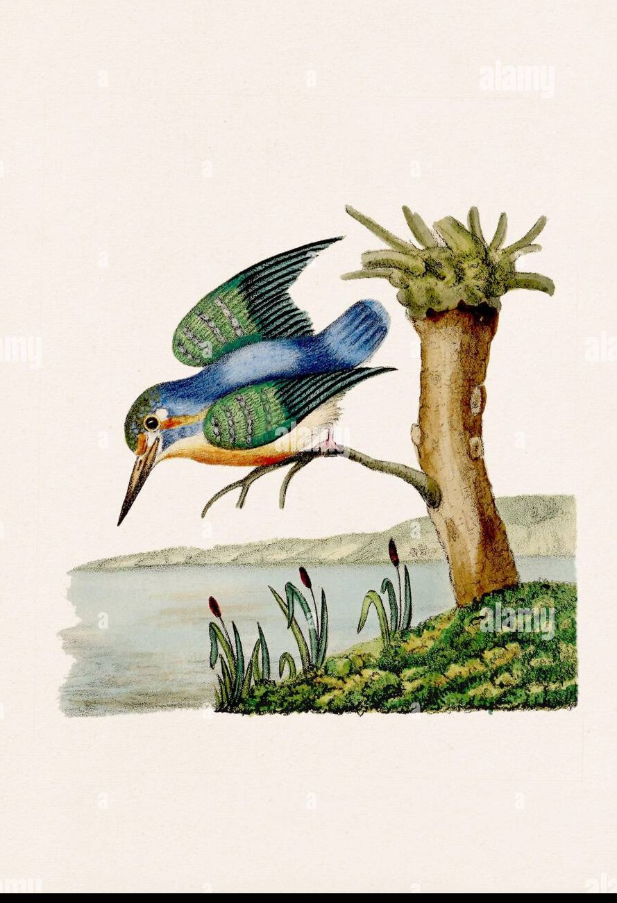 Vintage hand-coloured plate of a common kingfisher