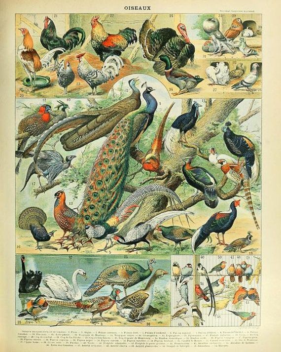 Vintage naturalist plate of birds (Oiseaux)